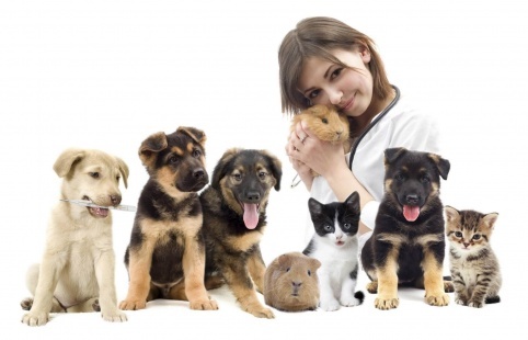 Sina Veterinary Clinic-our services